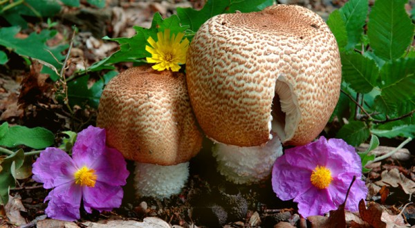 Μανιτάρια Agaricus augustus