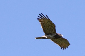 Φιδαετός - Circaetus gallicus