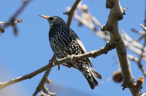 Ψαρόνι - Starling