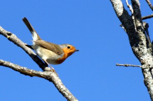 Κοκκινολαίμης - Erithacus rubecula