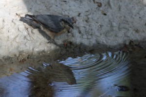 Δενδροτσοπανάκος - Nuthatch (Sitta europea)