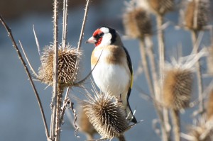 Καρδερίνα - Carduelis