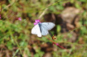 Aporia crataegi 