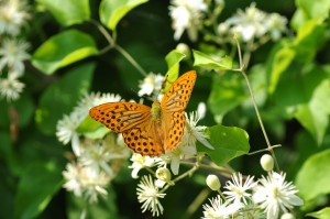 Argynnis paphia 