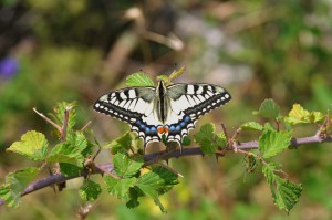 Papilio machaon 