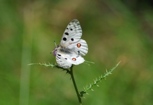 Parnassius Apollo 