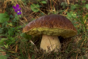 Boletus-edulis 