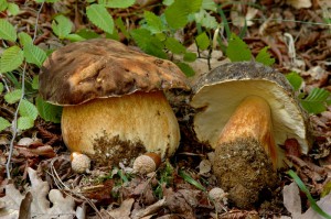 Boletus aereus 