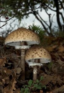 Macrolepiota procera var. procera 