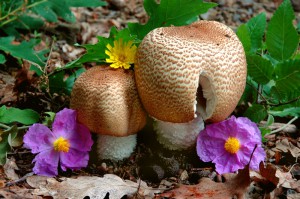 Agaricus augustus 