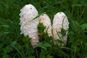 Coprinus comatus 