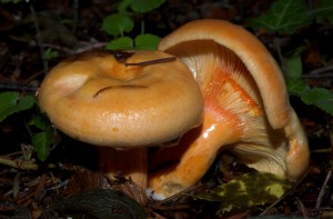 Lactarius salmonicolor  