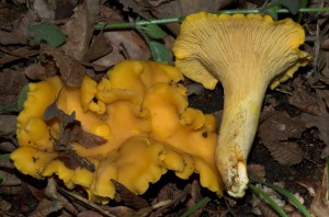 Cantharellus cibarius var. cibarius 