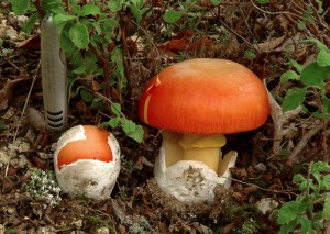 Amanita ceasarea 