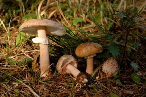 Amanita rubescens var. rubescens 