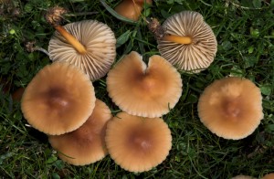 Marasmius oreades  