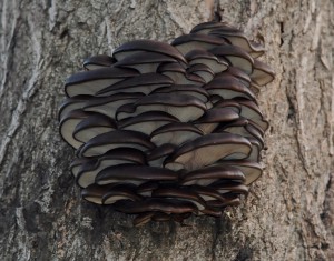 Pleurotus ostreatus  