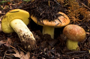 Boletus subapendiculatus 2  