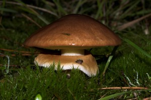 Suillus luteus  