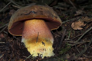 Boletus luridiformis  