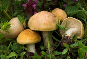 Calocybe gambosa  