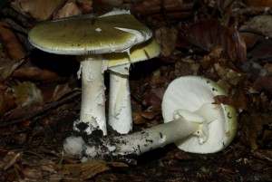 Amanita phalloides  