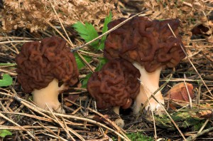 Gyromitra esculenta  