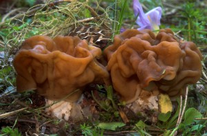 Gyromitra gigas  