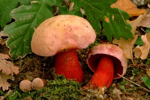 Boletus rhodhoxanthus 2  