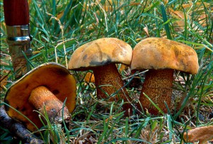 Boletus luridus  