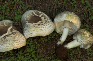 Agaricus moelerii  