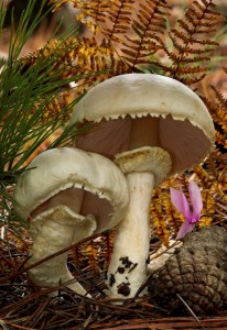 Agaricus  silvicola  