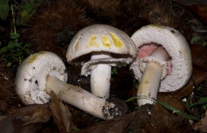 Agaricus xanthodermus  