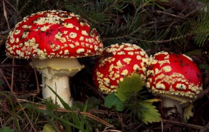 Amanita muscaria  