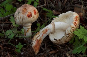 Leucoagaricus badhamii  