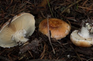 Leucocortinarius bulbiger  