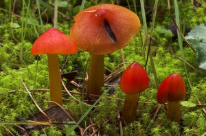 Hygrocybe conica  