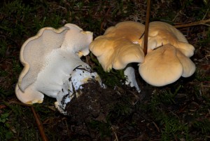 Hydnum repandum   