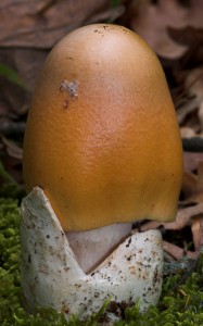 Amanita crocea   