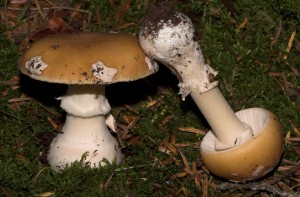 Amanita gemmata  