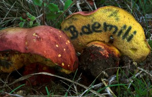 Boletus aemilii  