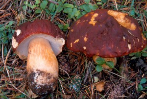 Boletus pinophilus  