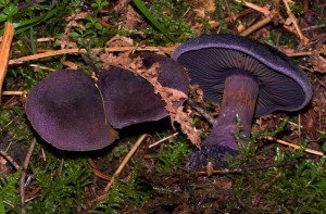 Cortinarius violaceus  