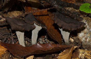 Craterellus cornucopiodes 5  