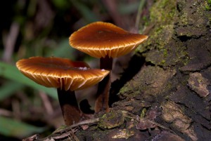 Flammulina velutipes  