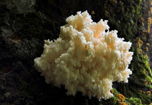 Hericium clathroides  