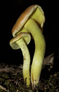 Hypholoma fasciculare  