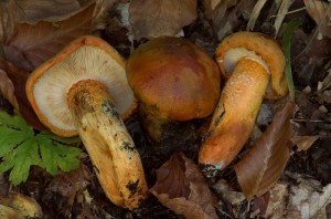 Tricholoma aurantiacum  