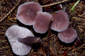 Mycena pura  