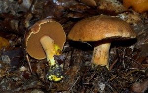Chalciporus piperatus  